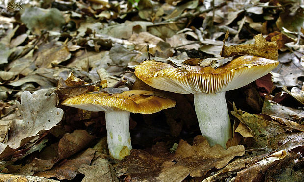 plávka smradľavá Russula foetens Pers.