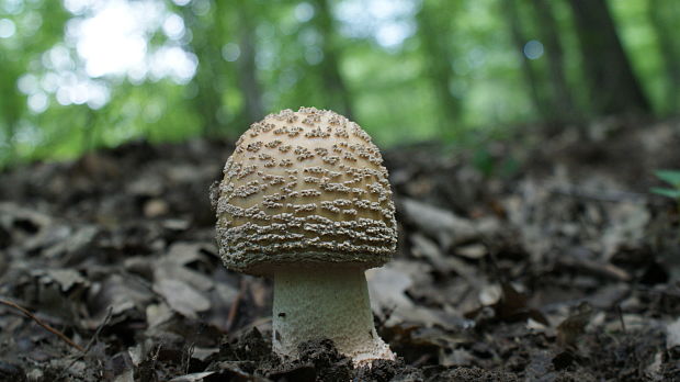 muchotrávka červenkastá Amanita rubescens Pers.