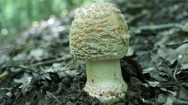 muchotrávka červenkastá Amanita rubescens Pers.