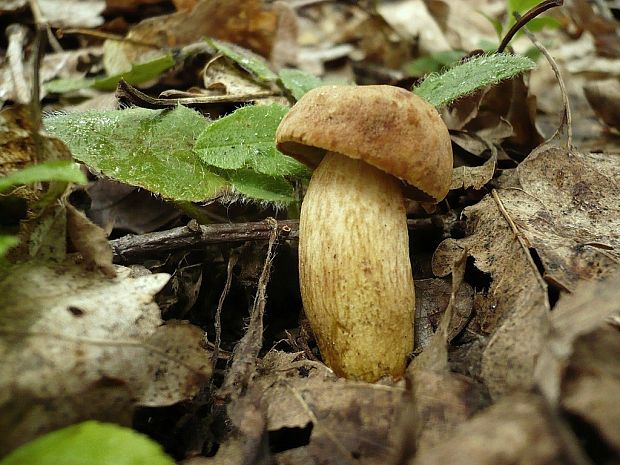 suchohríb moravský Aureoboletus moravicus (Vaček) Klofac