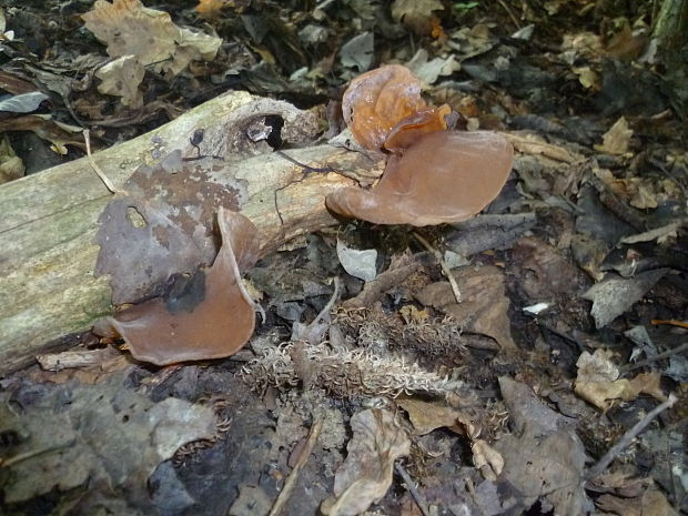 uchovec bazový Auricularia auricula-judae (Bull.) Quél.