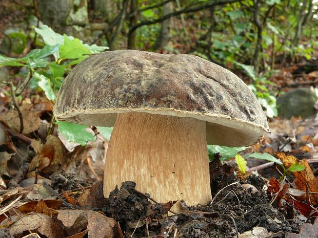 hríb bronzový Boletus aereus Bull. ex Fr.