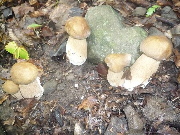 hríb dubový Boletus reticulatus Schaeff.