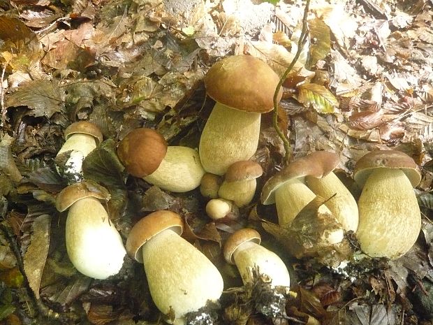 hríb dubový Boletus reticulatus Schaeff.