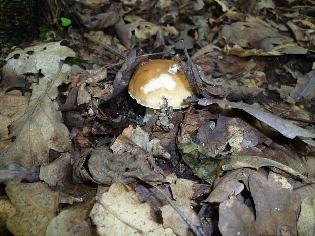 hríb dubový Boletus reticulatus Schaeff.