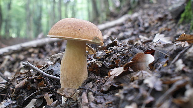 hríb dubový Boletus reticulatus Schaeff.