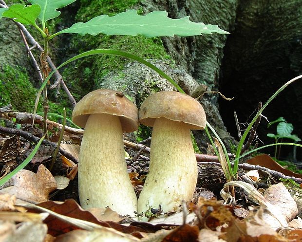 hríb dubový Boletus reticulatus Schaeff.