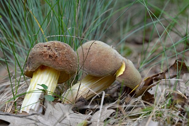 suchohríb plstnatý Boletus subtomentosus L.