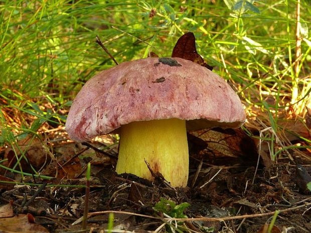 hríb kráľovský Butyriboletus regius (Krombh.) D. Arora & J.L. Frank