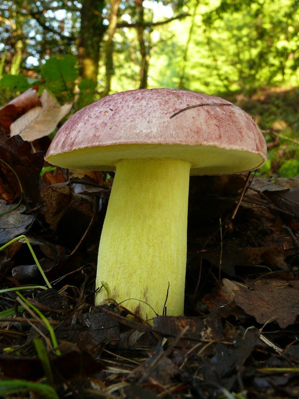 hríb kráľovský Butyriboletus regius (Krombh.) D. Arora & J.L. Frank