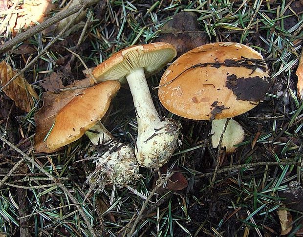 pavučinovec Cortinarius sp.