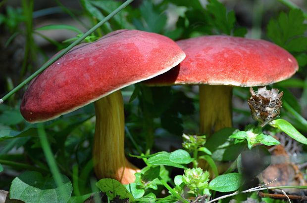 suchohríb karmínový Hortiboletus rubellus (Krombh.) Simonini, Vizzini & Gelardi