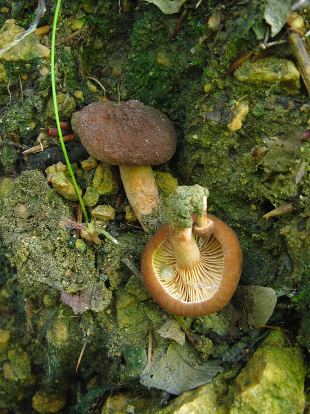 rýdzik vodnatý Lactarius serifluus (DC.) Fr.