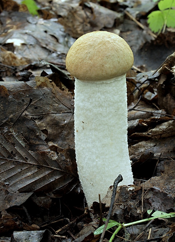 kozák osikový Leccinum albostipitatum den Bakker & Noordel.