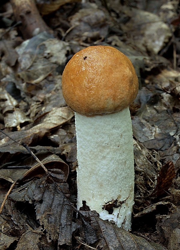 kozák osikový Leccinum albostipitatum den Bakker & Noordel.