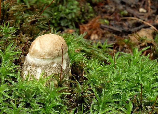 kozák topoľový Leccinum duriusculum (Schulzer ex Kalchbr.) Singer