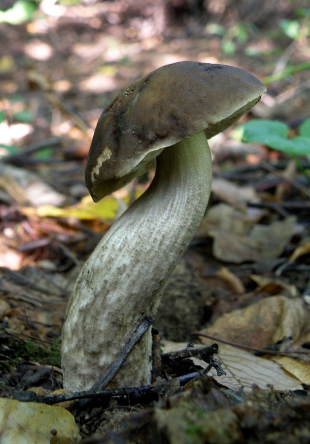 kozák hrabový Leccinum pseudoscabrum (Kallenb.) Šutara