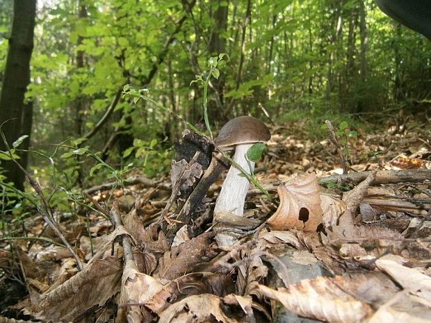 kozák hrabový Leccinum pseudoscabrum (Kallenb.) Šutara