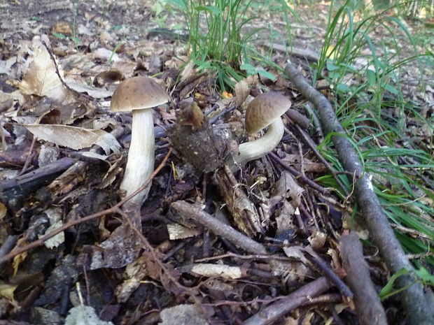 kozák hrabový Leccinum pseudoscabrum (Kallenb.) Šutara