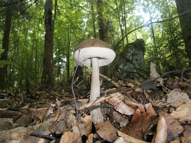 kozák Leccinum sp.