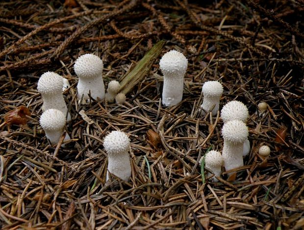 prášnica bradavičnatá Lycoperdon perlatum Pers.