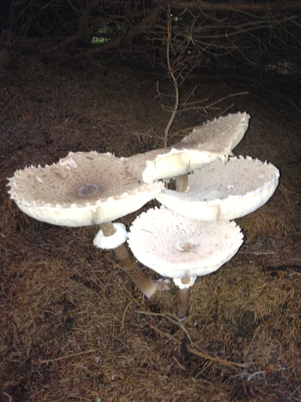 bedľa vysoká Macrolepiota procera (Scop.) Singer