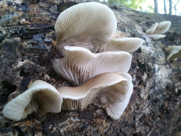 hliva buková Pleurotus pulmonarius (Fr.) Quél.