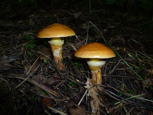 masliak smrekovcový Suillus grevillei (Klotzsch) Singer