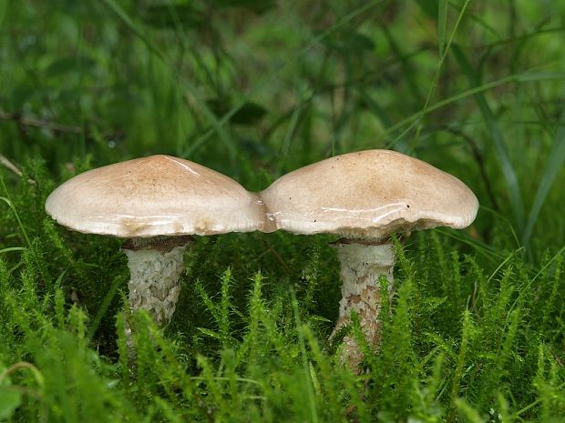 masliak lepkavý Suillus viscidus (L.) Roussel