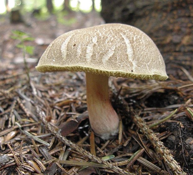 suchohríb Xerocomus sp.