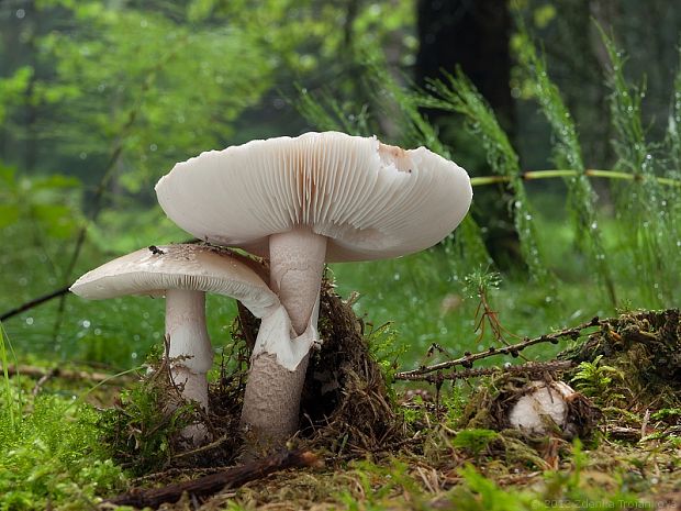 muchotrávka červenkastá Amanita rubescens Pers.