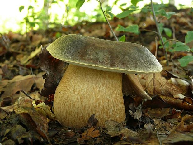 hríb bronzový Boletus aereus Bull. ex Fr.