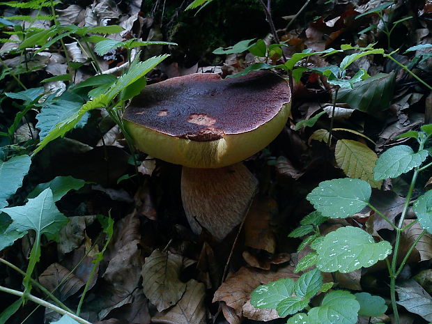 hríb smrekový Boletus edulis Bull. ex Fr.