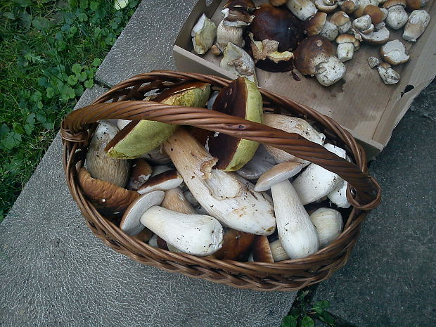 hríb smrekový Boletus edulis Bull. ex Fr.