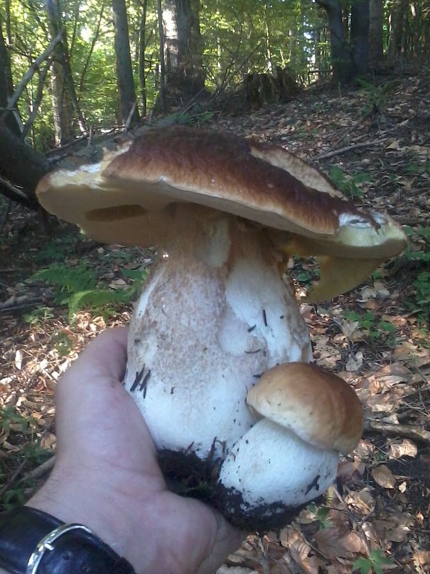 hríb smrekový Boletus edulis Bull.