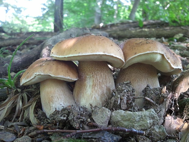 hríb smrekový Boletus edulis Bull.