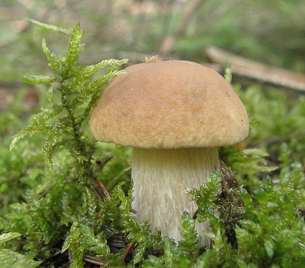 hríb smrekový Boletus edulis Bull.