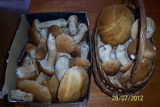 hríb smrekový Boletus edulis Bull.