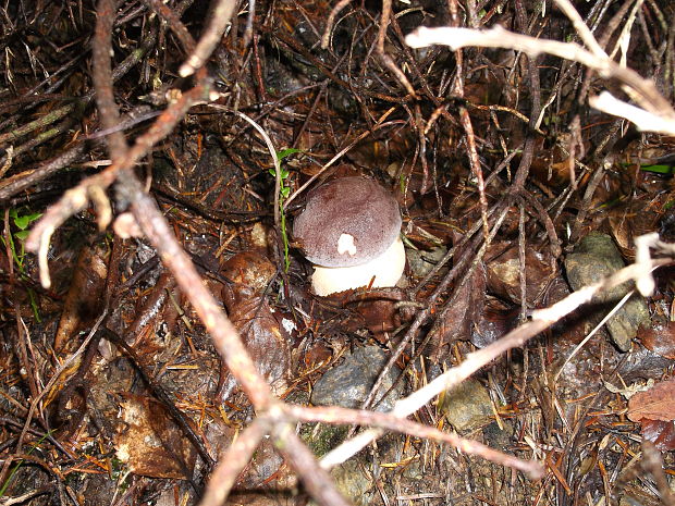 hríb sosnový Boletus pinophilus Pil. et Dermek in Pil.