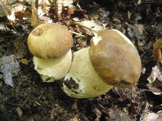 hríb dubový Boletus reticulatus Schaeff.