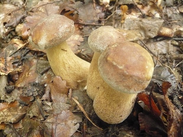 hríb dubový Boletus reticulatus Schaeff.