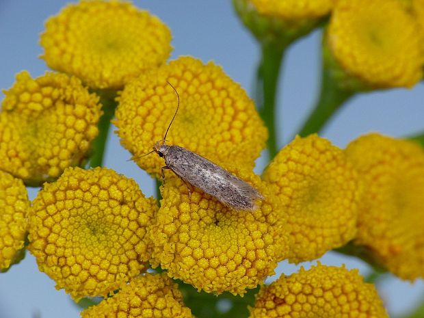 psota zemná Bryotropha terrella Denis & Schiffermüller, 1775)