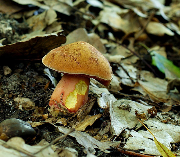 rubínovec obyčajný Chalciporus rubinus (W.G. Sm.) Singer