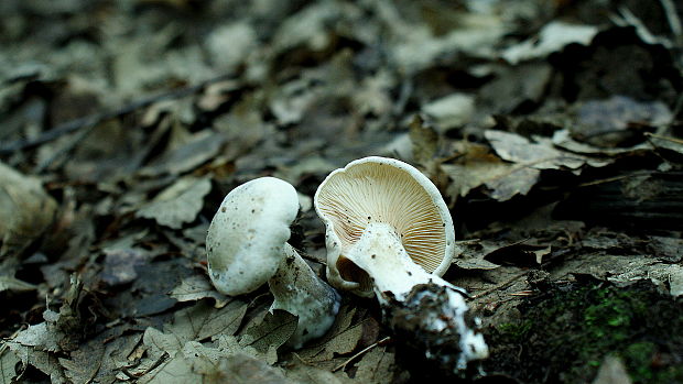 machovka obyčajná Clitopilus prunulus (Scop.) P. Kumm.