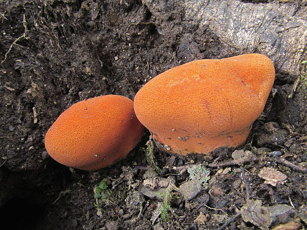 pečeňovec dubový Fistulina hepatica (Schaeff.) With.