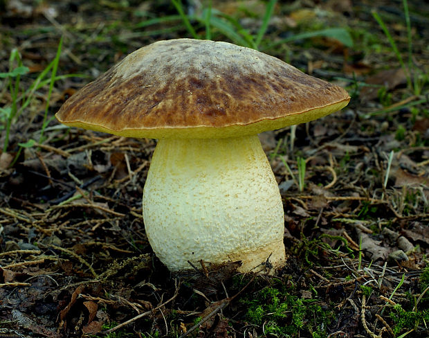 hríb jamkatý Hemileccinum depilatum (Redeuilh) Šutara