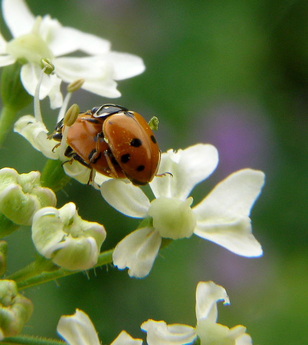 lienka  Hippodamia variegata