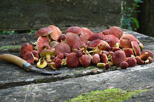 suchohríb karmínový Hortiboletus rubellus (Krombh.) Simonini, Vizzini & Gelardi