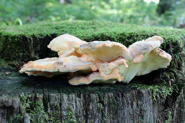 sírovec obyčajný Laetiporus sulphureus (Bull.) Murrill