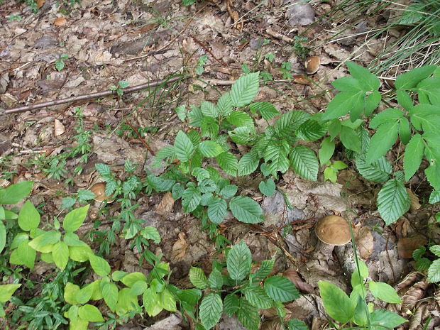 kozák hrabový Leccinum pseudoscabrum (Kallenb.) Šutara